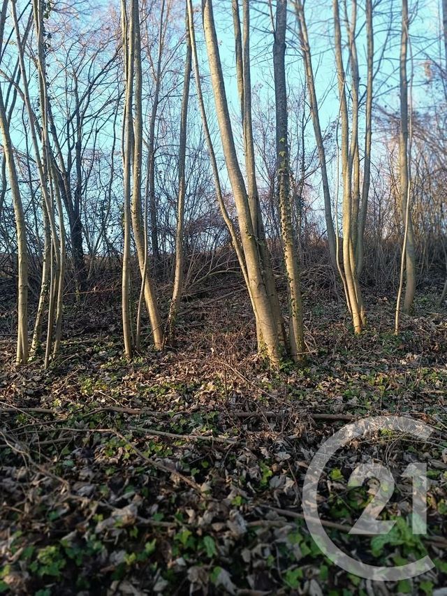 terrain à vendre - 4223.0 m2 - VATRY - 51 - CHAMPAGNE-ARDENNE - Century 21 Martinot Immobilier