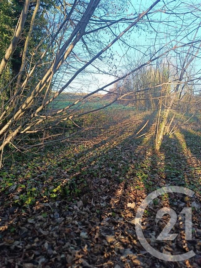 terrain à vendre - 4223.0 m2 - VATRY - 51 - CHAMPAGNE-ARDENNE - Century 21 Martinot Immobilier